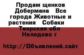 Продам щенков Добермана - Все города Животные и растения » Собаки   . Тверская обл.,Нелидово г.